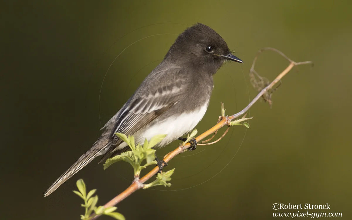   Black Phoebe -Shoreline Park, Mountain View  [Phoebe210966]   