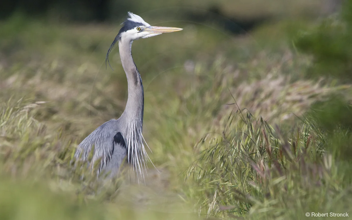   Great Blue Heron, Redwood Shores  &nbsp;[GB_Heron220926]   