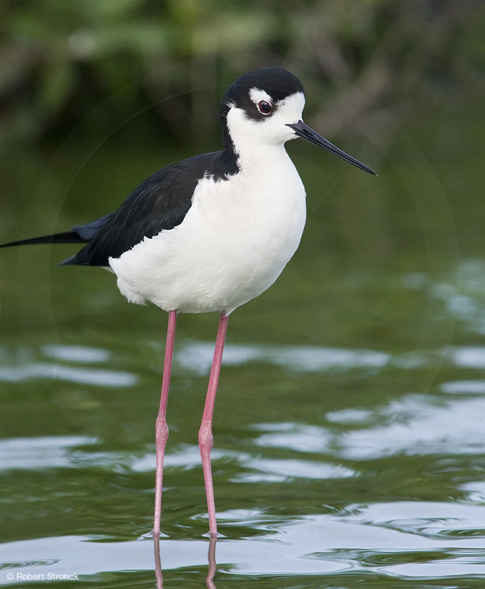   Black-necked Stilt -Radio Rd. pond  &nbsp;[BN_Stilt221064]   