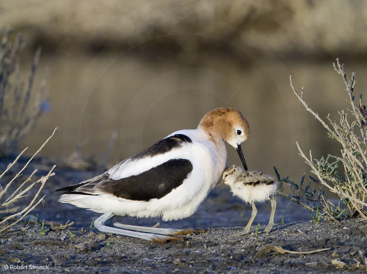   American Avocet &amp; chick, Redwood Shores &nbsp; [Avocet_chick2209245]   