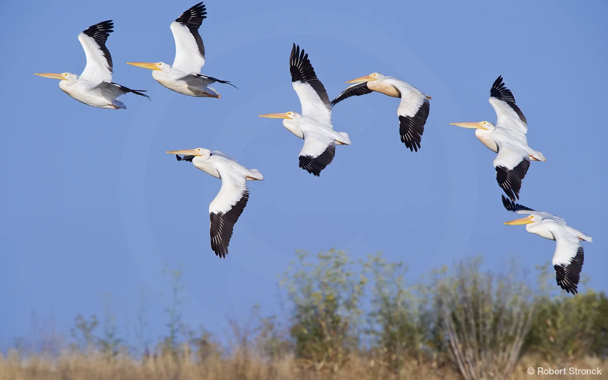   American White Pelicans -Nob Hill pond, RWC &nbsp;[W _Pelicans220970]   