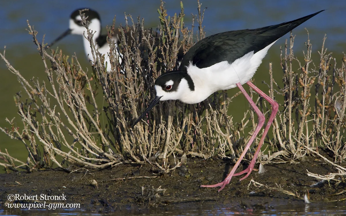   Black-necked Stilts -Redwood Shores  [BN_Stilts2209247]   