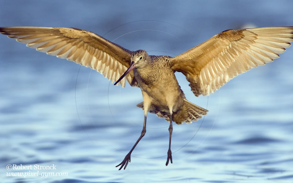   Godwit -Radio Rd. pond, Redwood Shores  [Godwit2209145]   