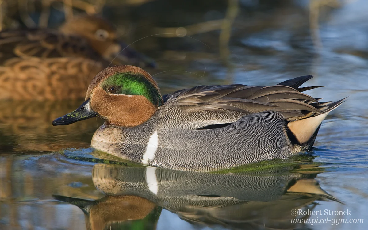   Green-winged Teal drake -Radio Rd. pond  [grn_winged_teal220998]   