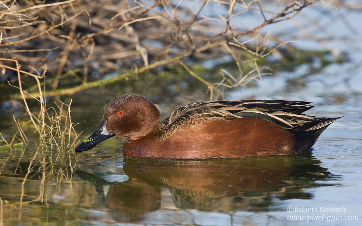   Cinnamon Teal drake -Radio Rd. pond &nbsp; [cinnamon_teal220981]   
