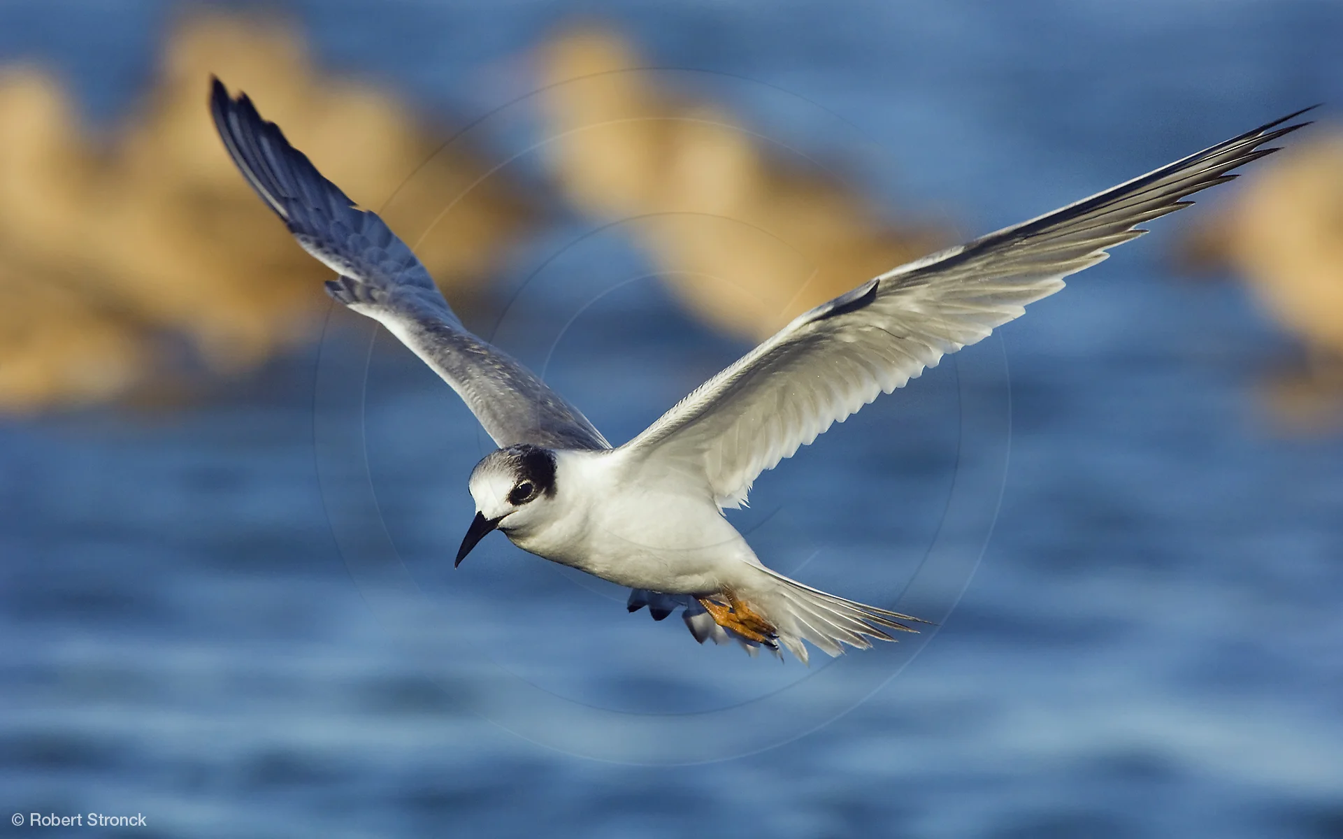   Forster's Tern juvenile -Radio Rd., Redwood Shores &nbsp; [ForTernJuv2208131]   