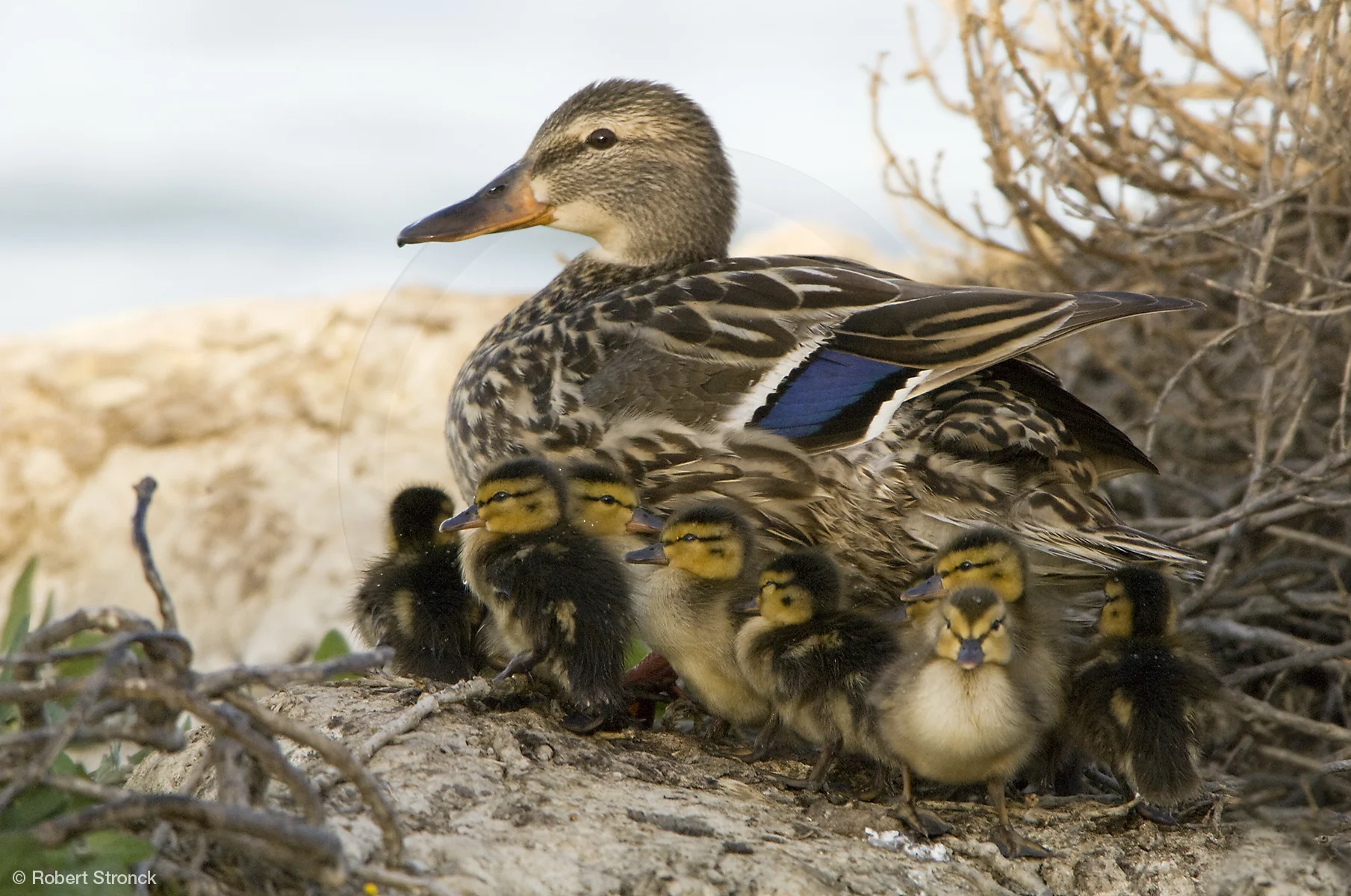   Mallard hen &amp; ducklings -Radio Rd. pond&nbsp; [MallardChicks2208374]   