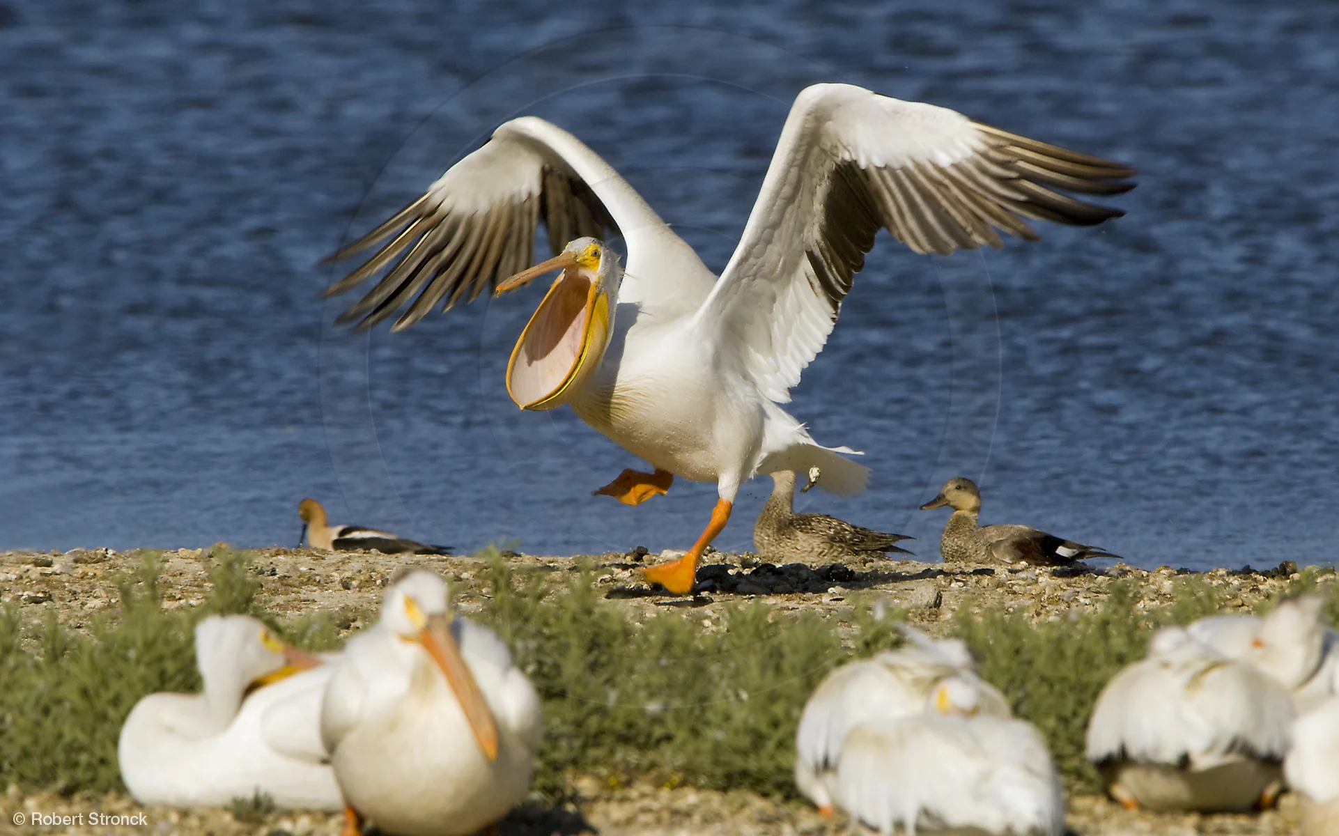  American White Pelican, Nob Hill pond, Redwd. Shores&nbsp; [W_Pelican220827]   