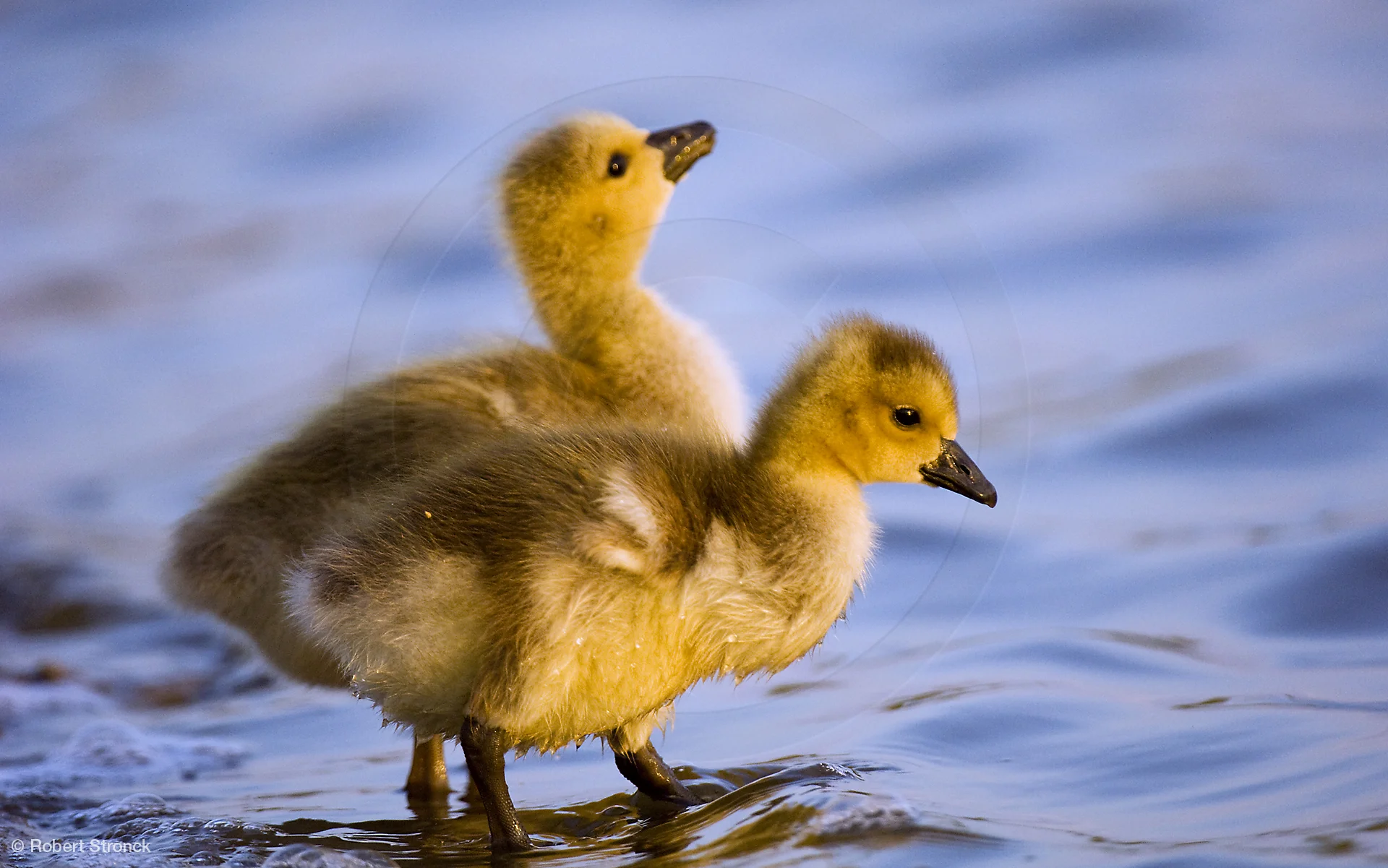   Canada Geese goslings -Nob Hill pond, RWC &nbsp; [CanGeeseChicks220861]   