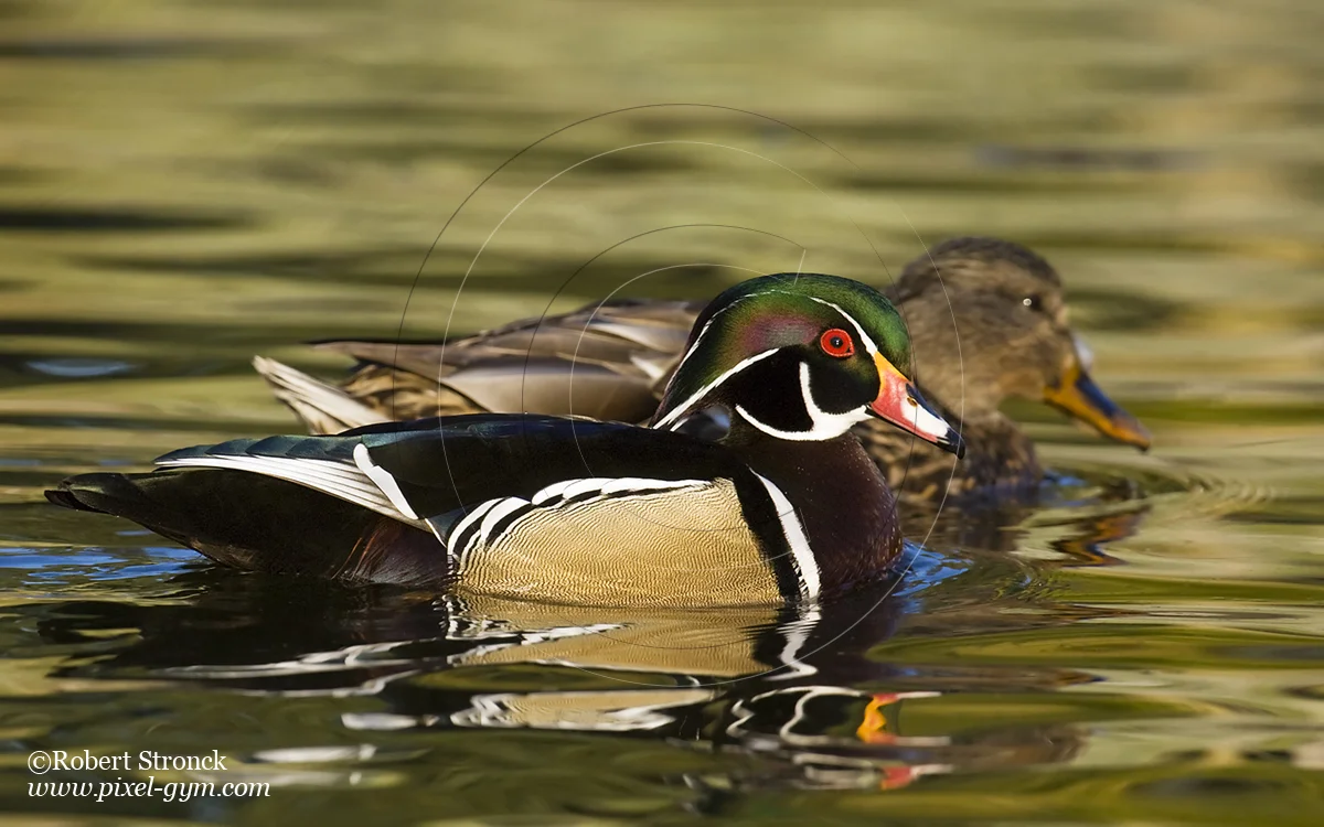   Wood duck -Union City Civic Center pond  [Wood_duck2210203]   
