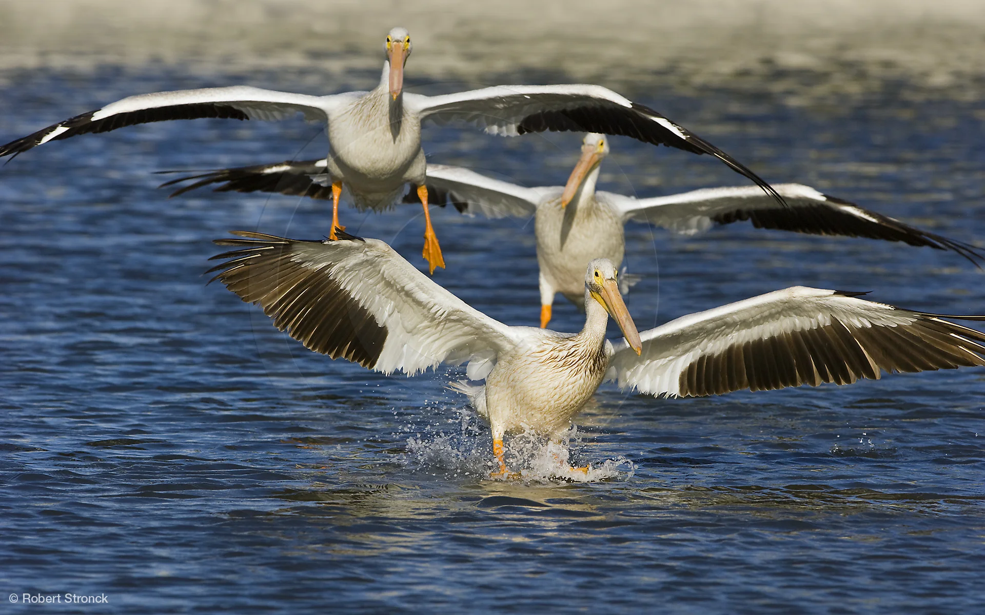   American White Pelican trio; Redwood Shores &nbsp;[W_Pelicans2208wp7202]   