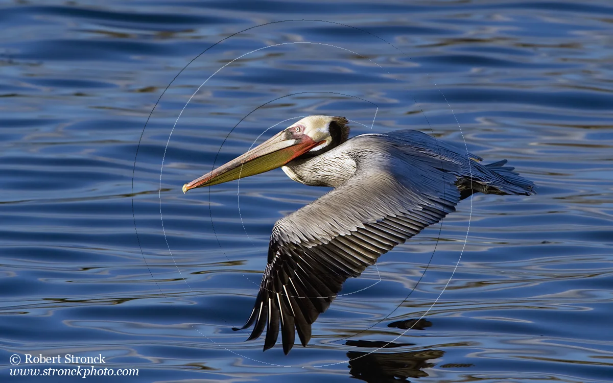   Brown Pelican -Arrowhead Marsh  [BrnPelican221029]   