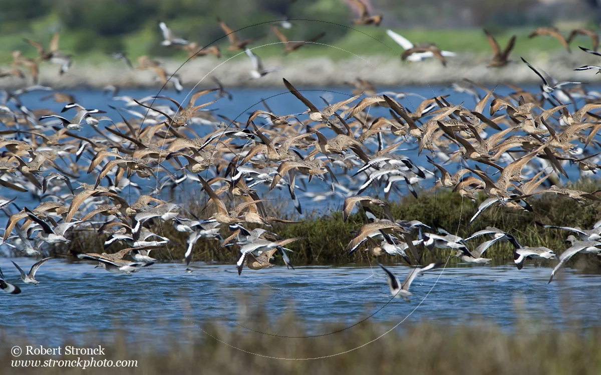   Shorebirds, incl. willets &amp; godwits take flight -Arrowhead Marsh  [WilletsGodwitsFlight221090]   