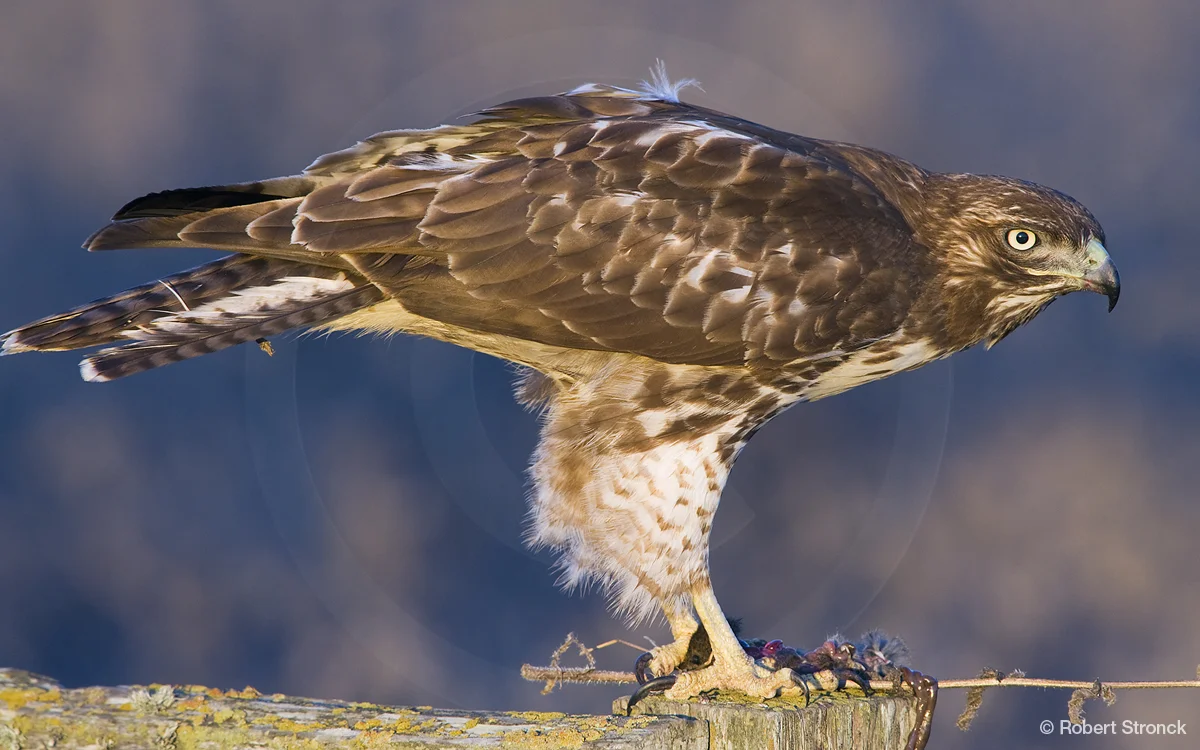   Red-tailed Hawk -Bluff Top, Half Moon Bay, CA  [RT_Hawk210957]   