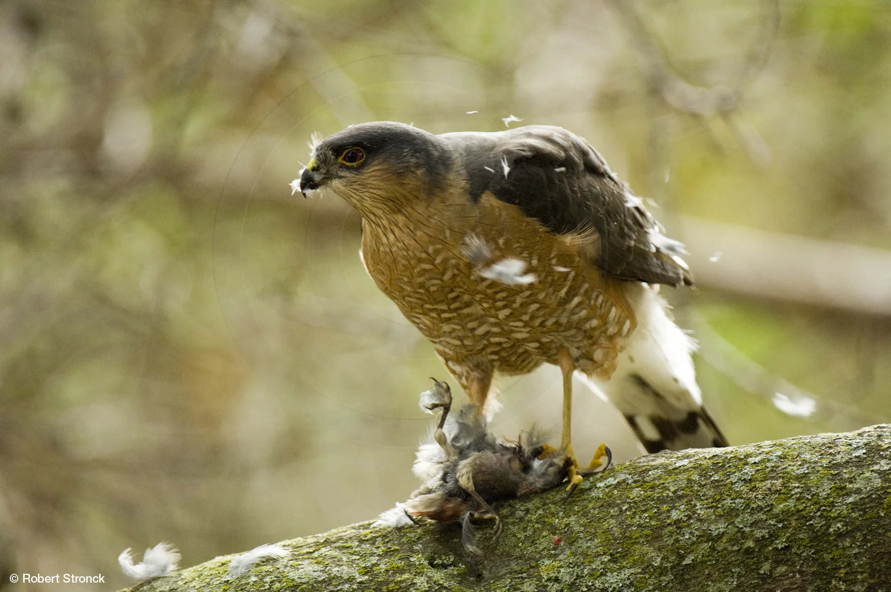   Sharp-shinned Hawk with kill -San Mateo, CA&nbsp; [SS_Hawk2105_2969]   