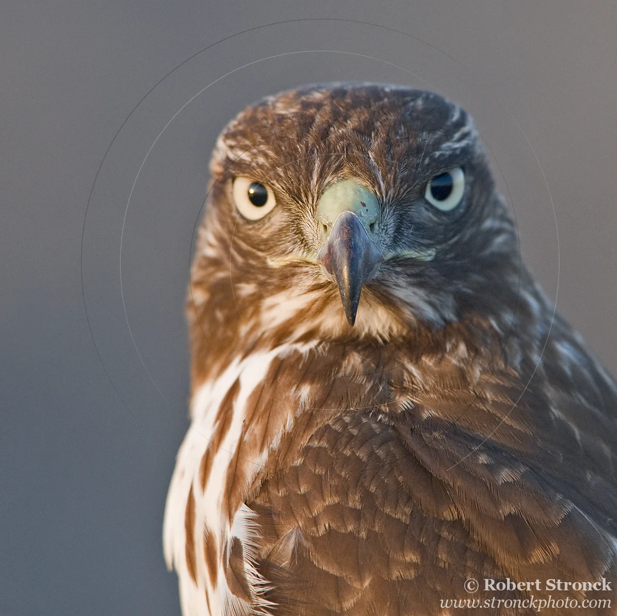   Red-tailed Hawk portrait -Bluff Top, HMB  &nbsp;[rt_hawk210918]   