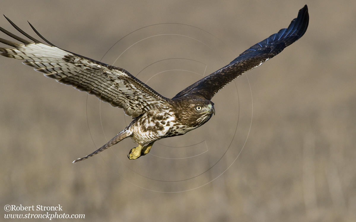   Red-tailed Hawk -Bluff Top, HMB &nbsp; [rt_hawk21094]   