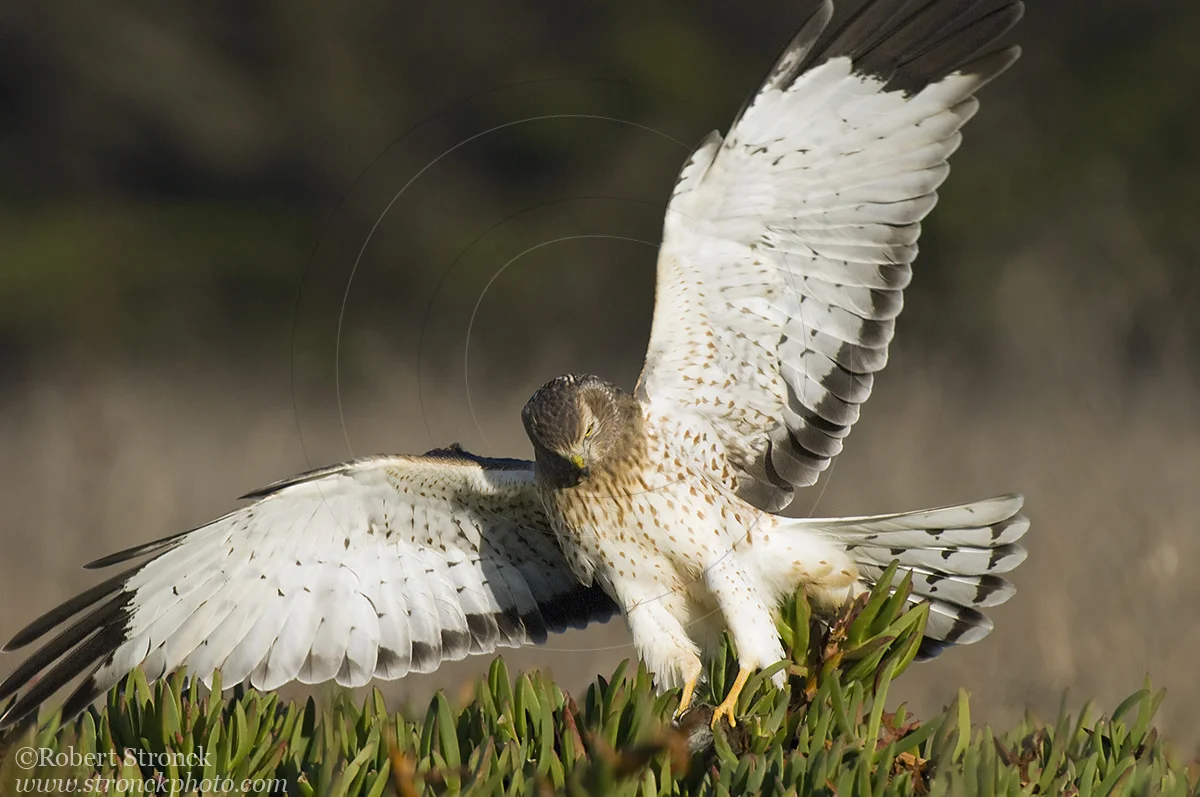   Northern Harrier pounces on vole -HMB  &nbsp;[harrier2109_62]   