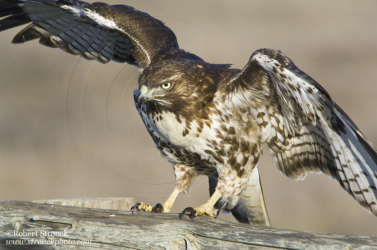   Red-tailed Hawk -Bluff Top, HMB  &nbsp;[rt_hawk210968]   