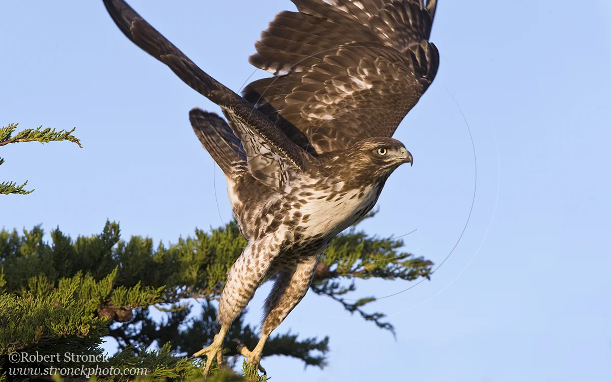   Red-tail Hawk launch -Bluff Top, HMB  &nbsp;[rt_hawk210919]   