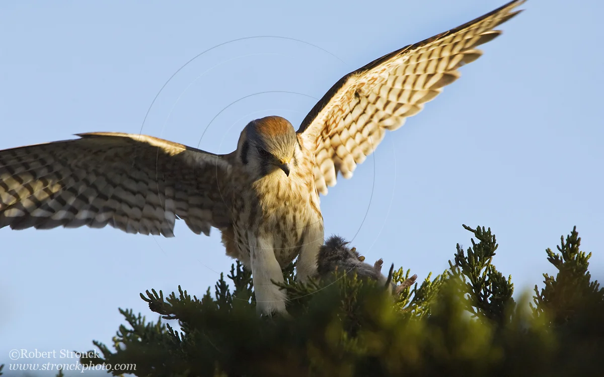   Kestrel w/vole -Bluff Top, HMB  &nbsp;[kestrel210913]   