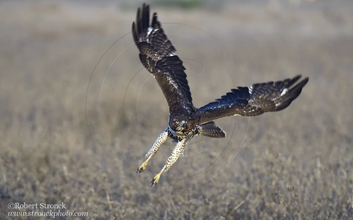   Red-tailed Hawk -Bluff Top, HMB  &nbsp;[rt_hawk210980]   