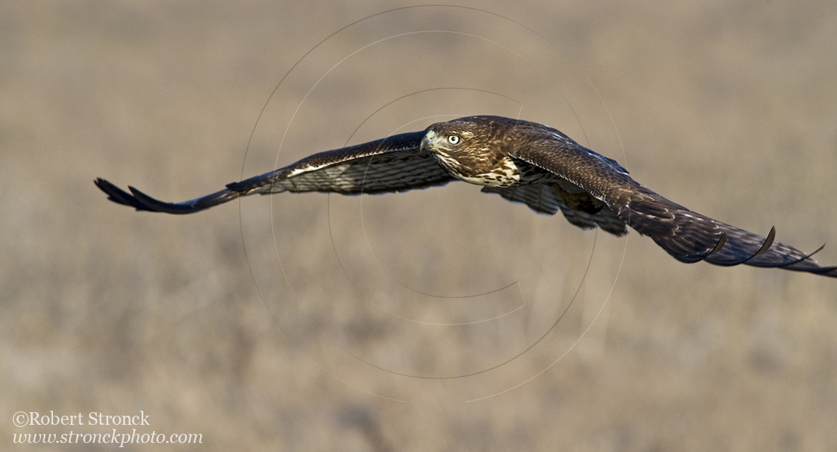   Red-tailed Hawk -Bluff Top, HMB &nbsp; [rt_hawk21095]   