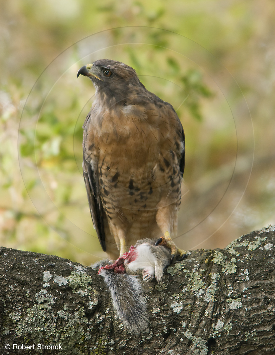   Red-shouldered Hawk w/kill -San Mateo,CA  [RS_Hawk210216]   