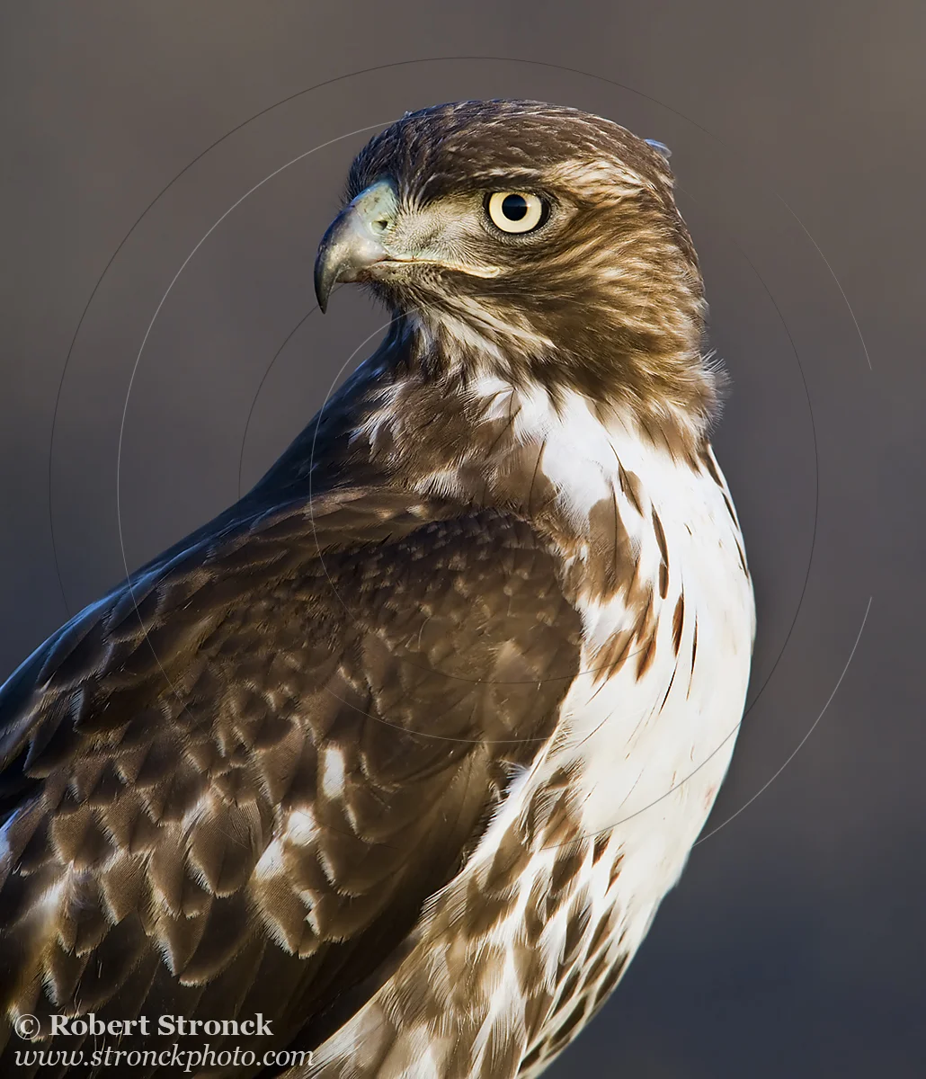   Red-tailed Hawk -Half Moon Bay &nbsp; [rt_hawk210963]   