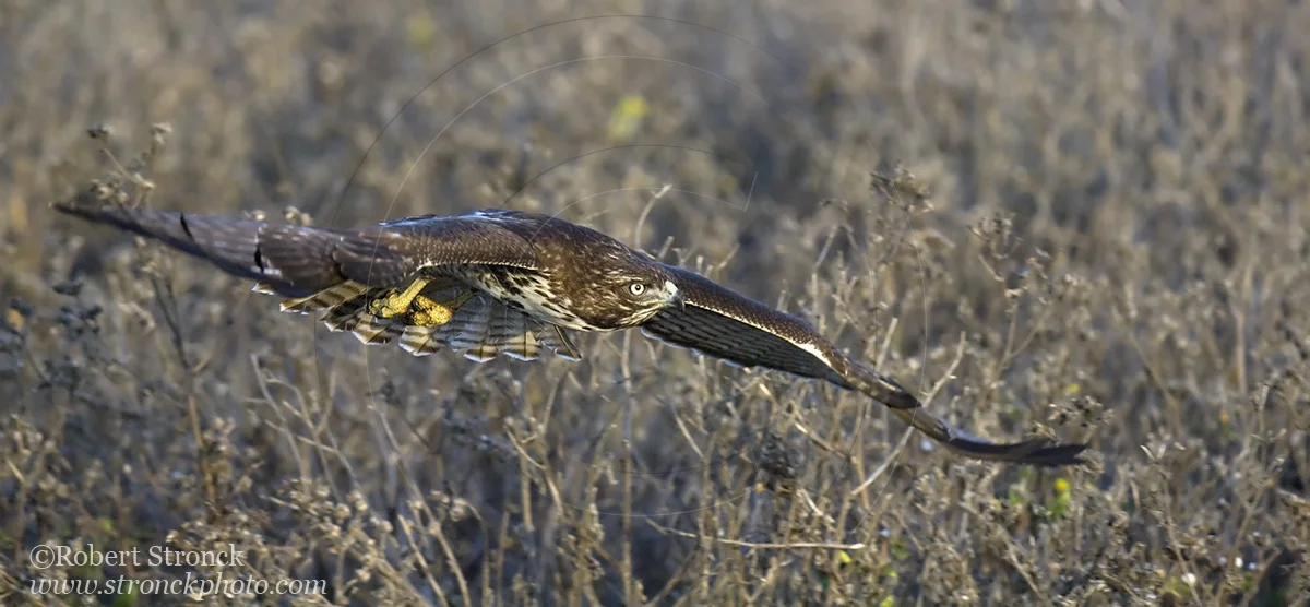   Red-tailed Hawk -Bluff Top, HMB &nbsp; [rt_hawk210987]   