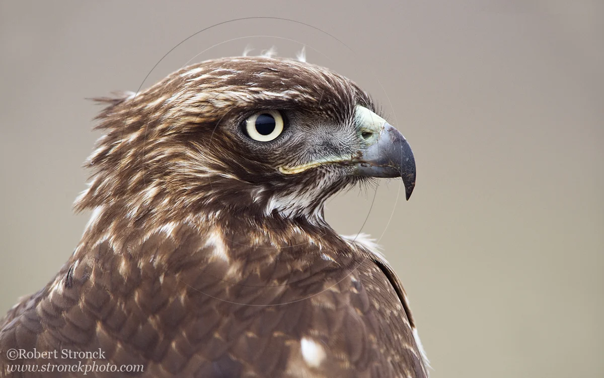   Red-tailed Hawk -Bluff Top, HMB &nbsp;  [rt_hawk210929]   