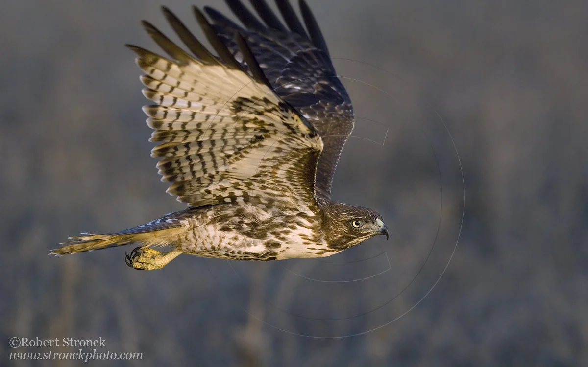   Red-tailed Hawk -Bluff Top, HMB  &nbsp;[rt_hawk2109102]   