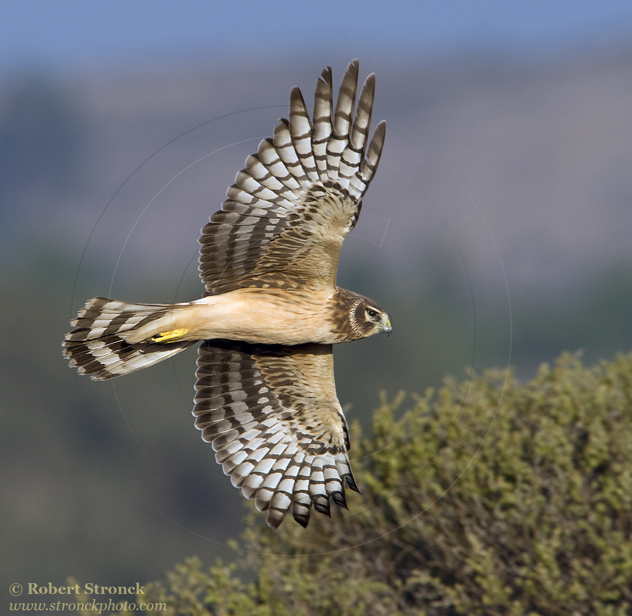   Norther Harrier (immature) -Half Moon Bay, CA  &nbsp;[harrier211078]   