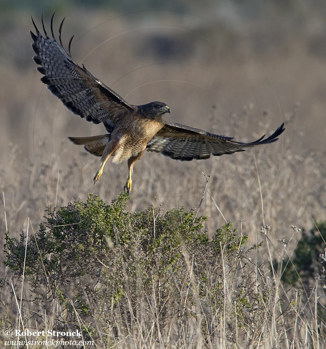  Red-tail Hawk -Wavecrest, HMB &nbsp; [rt_hawk211098]   