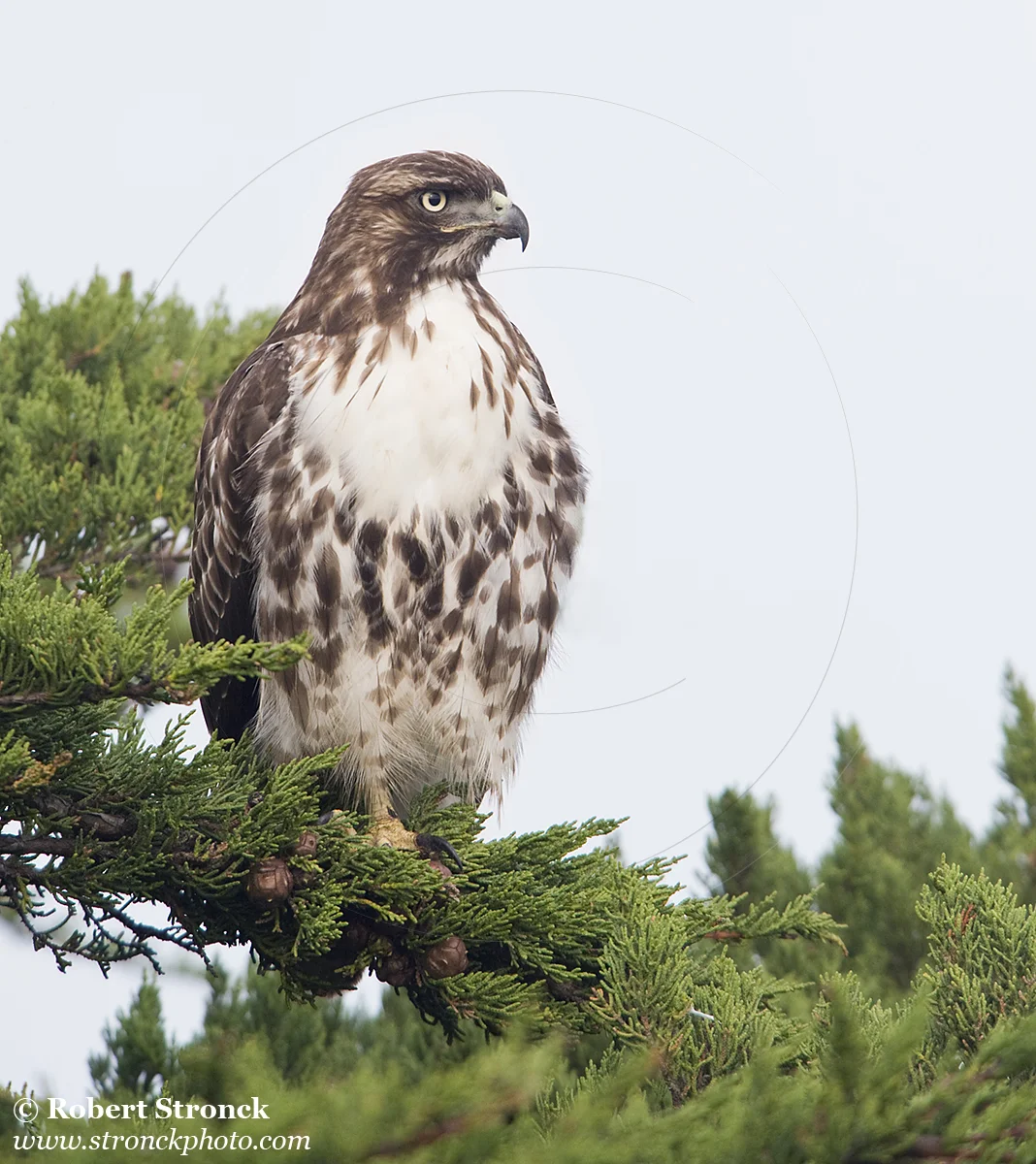   Red-tailed Hawk -Bluff Top, HMB  &nbsp;[rt_hawk210976]   