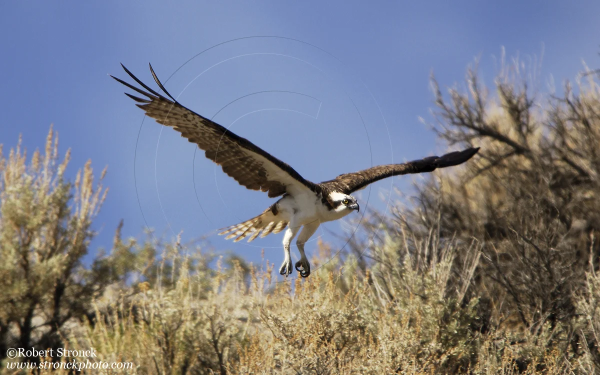   Osprey -Mono Lake, CA  &nbsp;[osprey_203_54]   