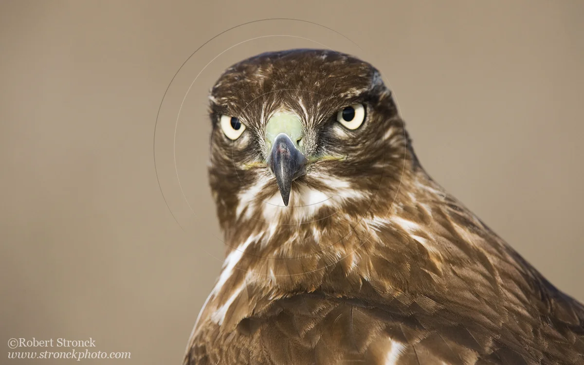   Red-tailed Hawk -Bluff Top, HMB  &nbsp;[rt_hawk210923]   