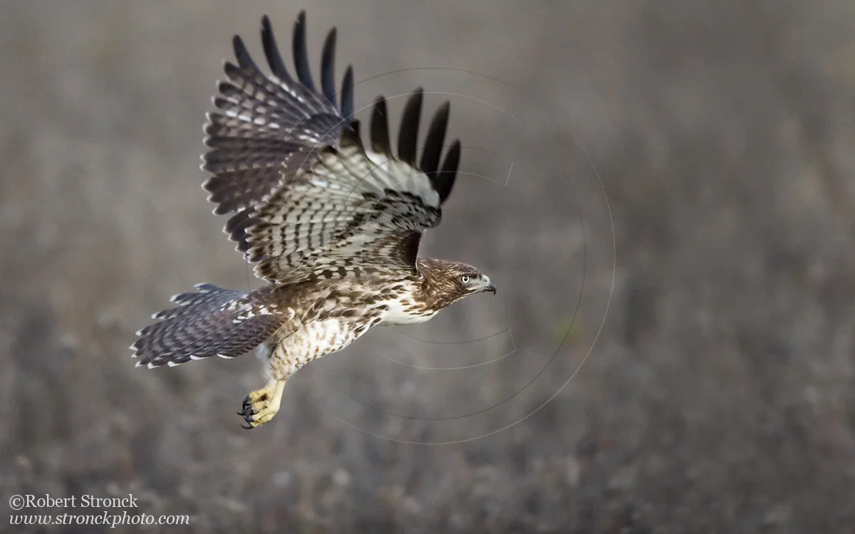   Red-tailed Hawk -Bluff Top, HMB  &nbsp;[rt_hawk210915]   