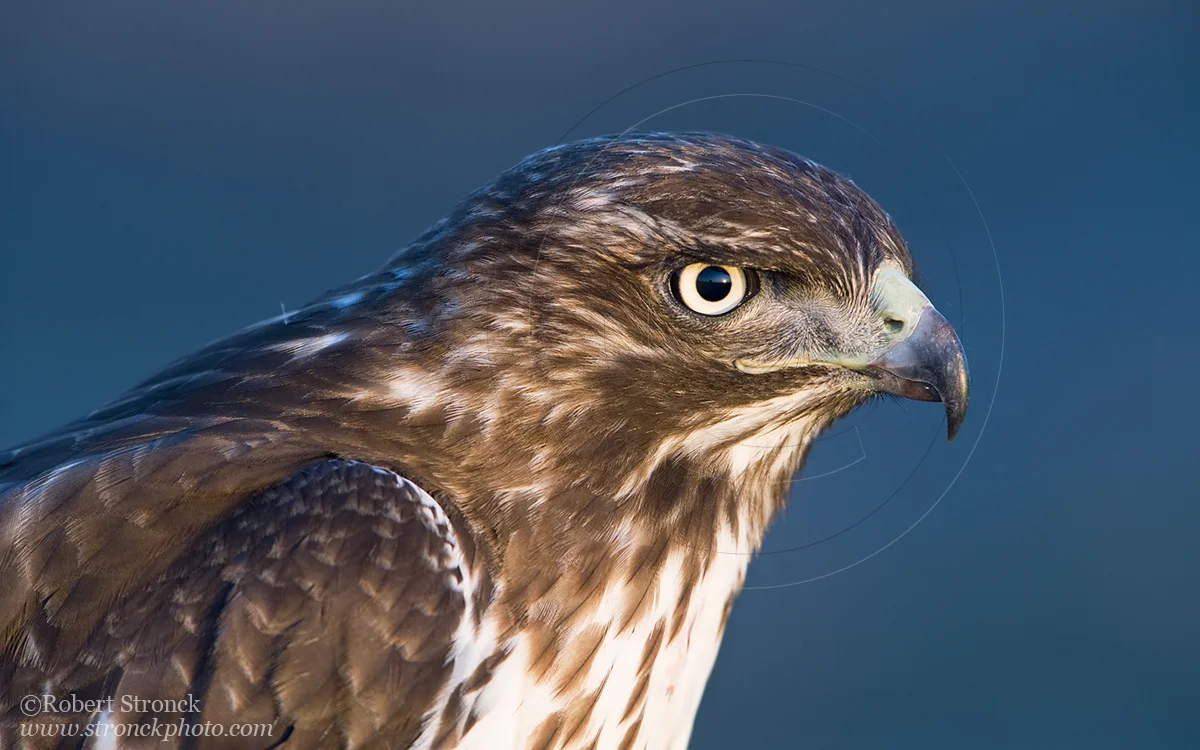   Red-tailed Hawk -Half Moon Bay, CA  &nbsp;[rt_hawk210921]   