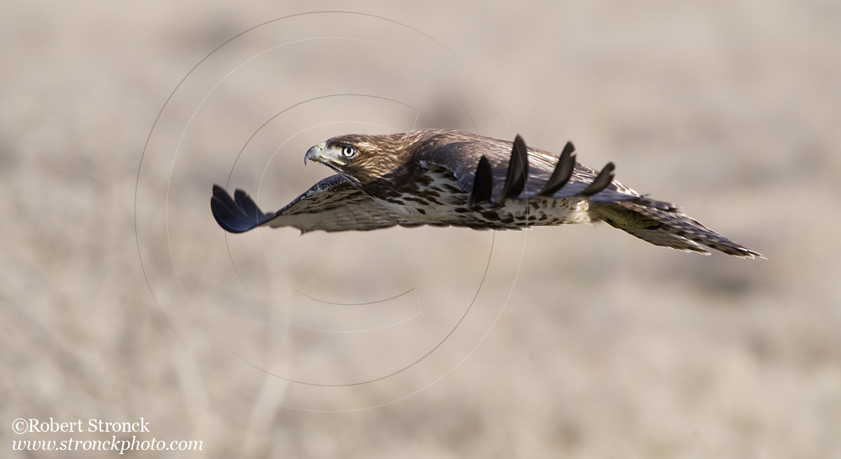   Red-tailed Hawk -Bluff Top, HMB  &nbsp;[rt_hawk210916]   