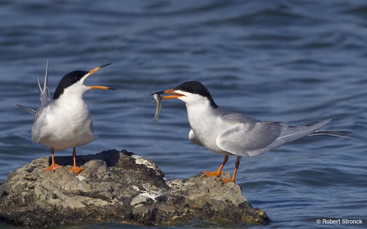   Forster's Terns -mating ritual &nbsp;[forsters_terns2209244]  