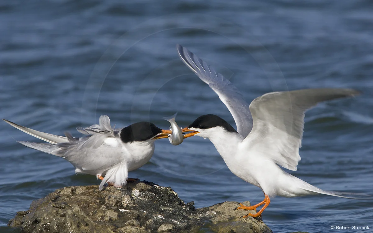   Forster's Terns -mating ritual &nbsp;[forsters_terns2209432]  