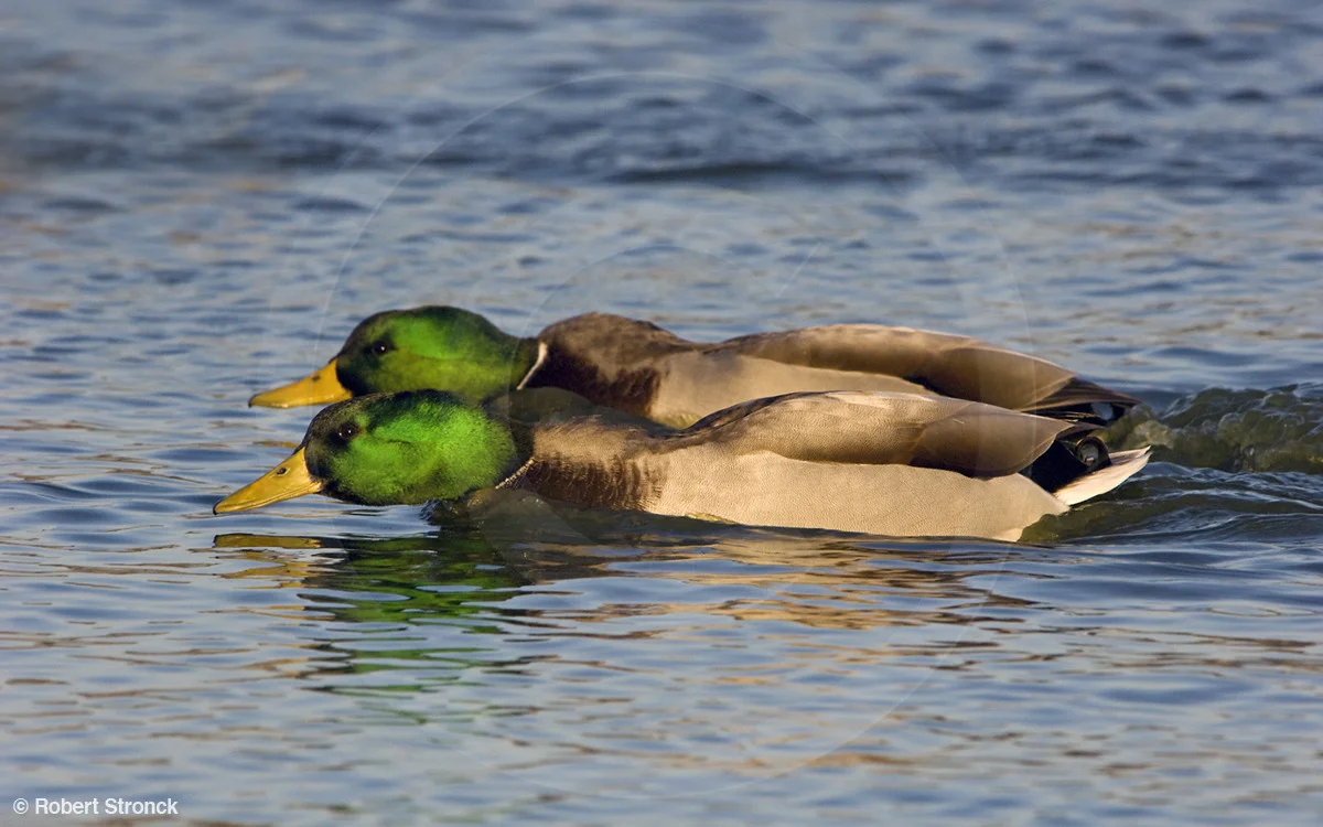  Mallard drakes -competition [mallard_display220865]  