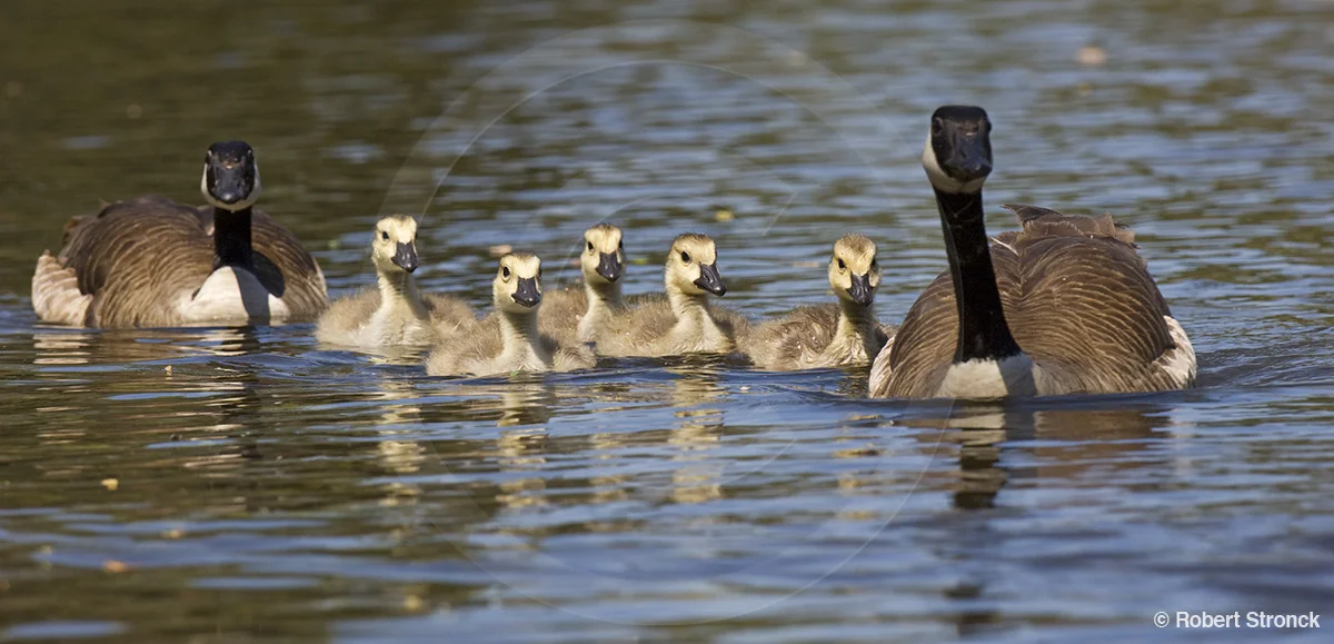   Canada Goose -on parade [canada_geese22096]  
