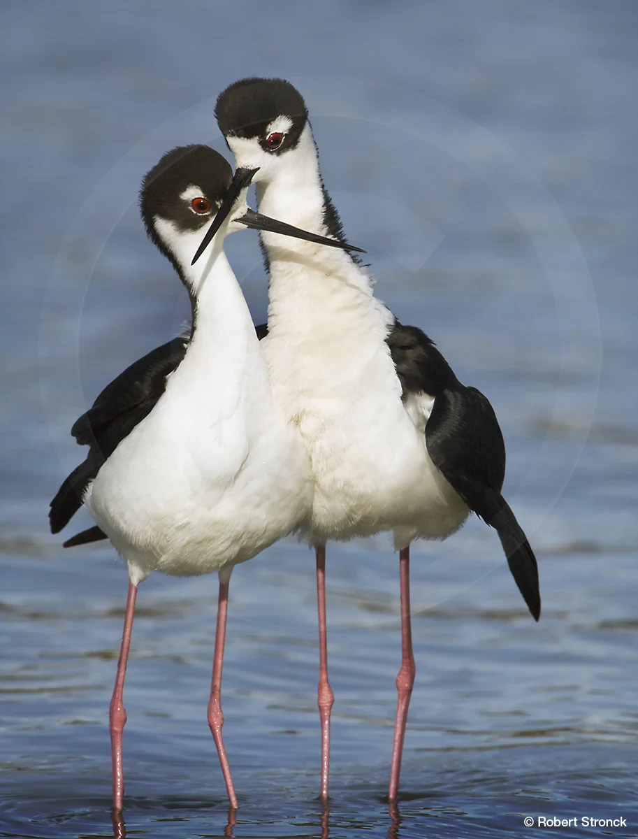   Black-necked Stilts -mating ritula; Radio Rd. pond&nbsp; [bn_stilts2209254]   