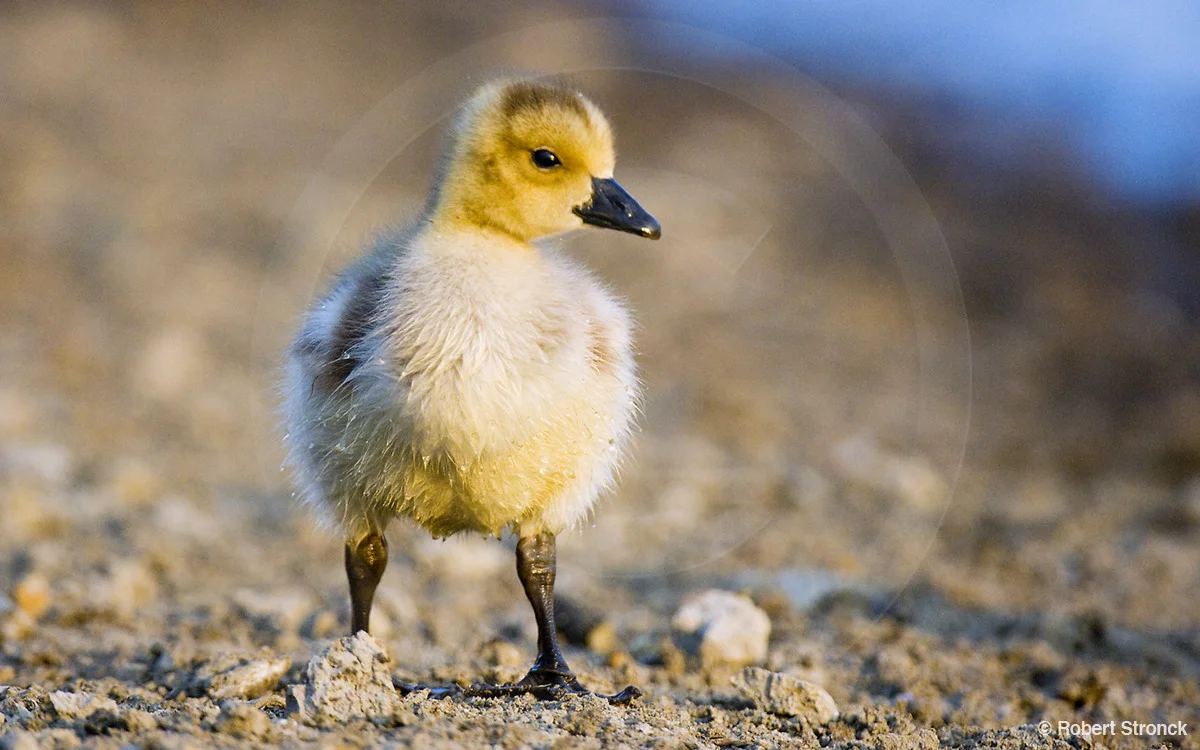   Canada Goose gosling; Redwood Shores &nbsp; [canada_goose_chick220860]   