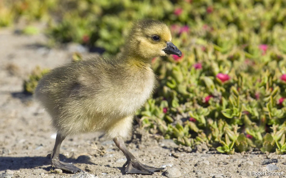   Canada Goose gosling; Redwood Shores  &nbsp;[cg_gosling2209172]   