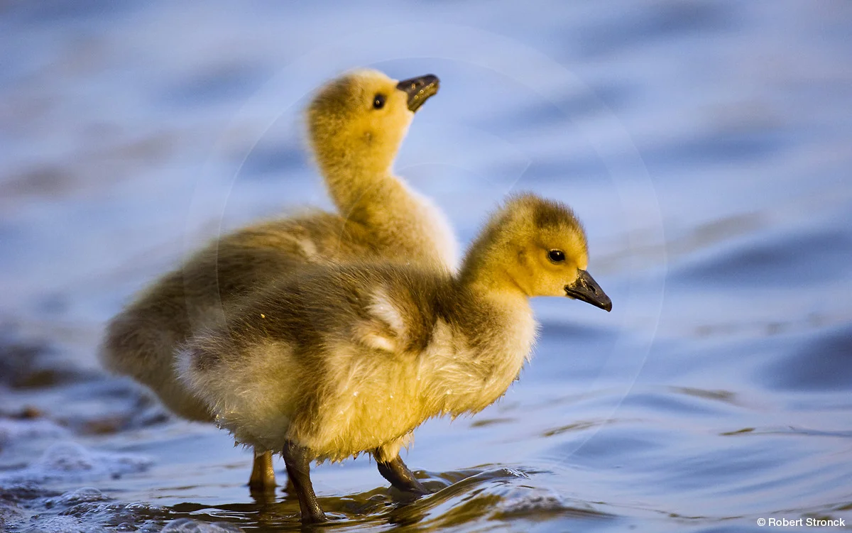   Canada Goose -goslings; Nob Hill pond  [canada_goose_chicks220861]   