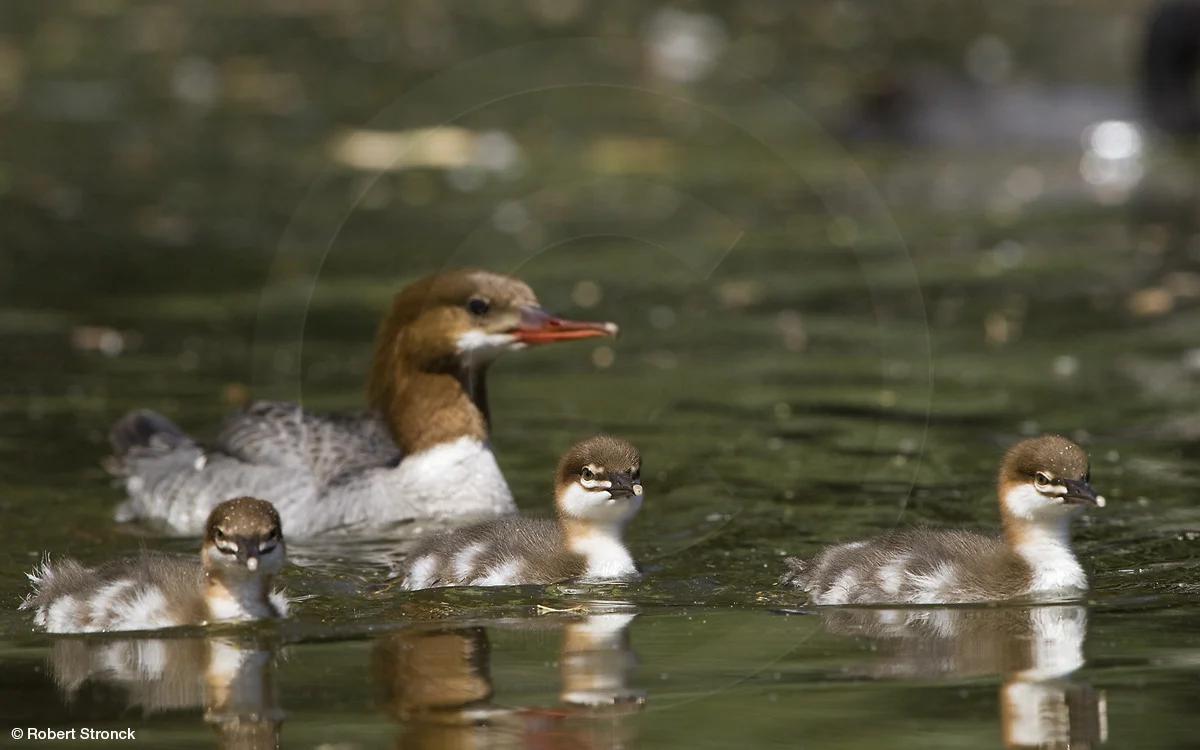   Common Merganser &amp; chicks; Los Gatos Ck.  [merganser_chicks22098]   
