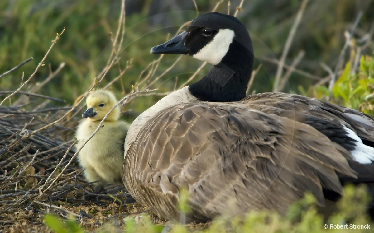   Canada Goose -gosling &amp; mother  [canada_goose_chick2208405]   